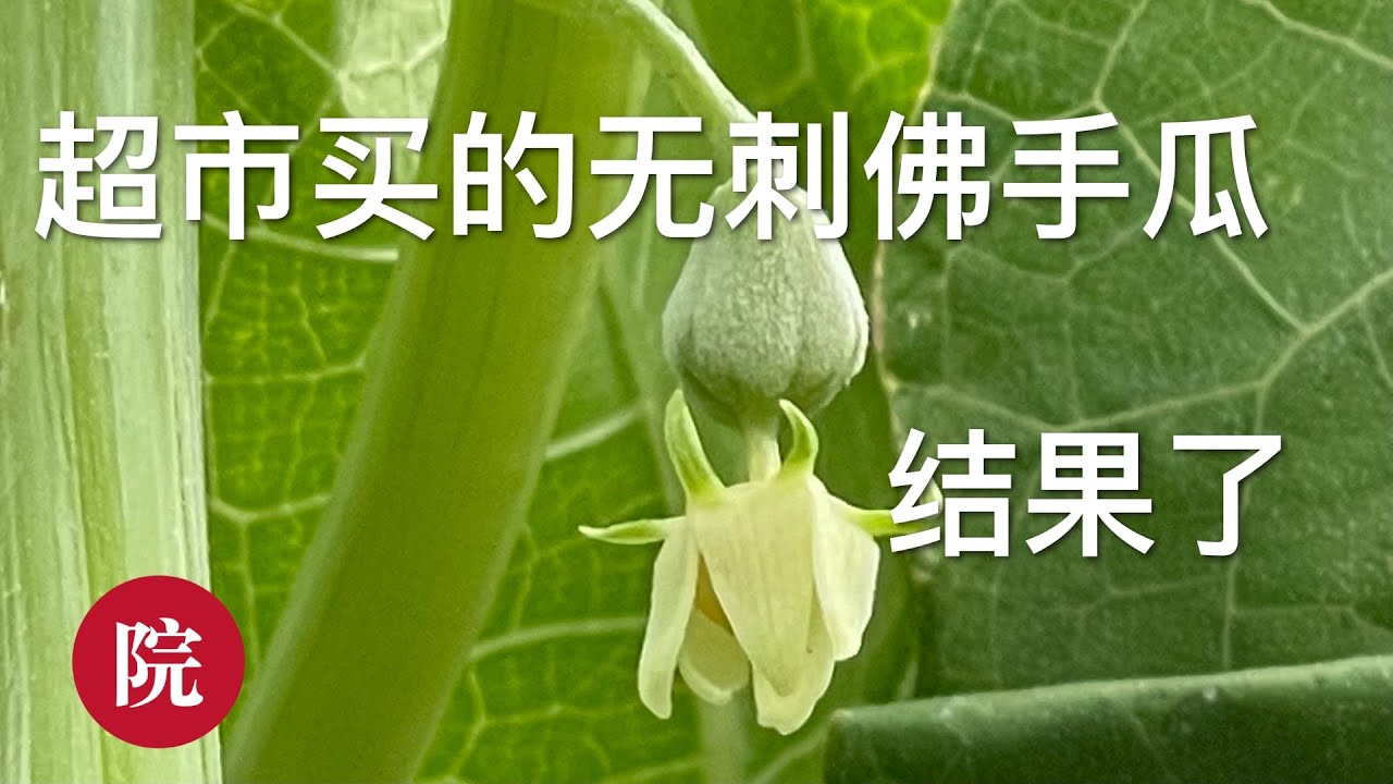 彬彬有院 种 760超市买的佛手瓜做种瓜 到底会不会结果 看看我的实验结果 Youtube