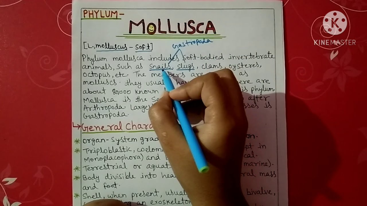 Phylum Mollusca characters explain || Hindi
