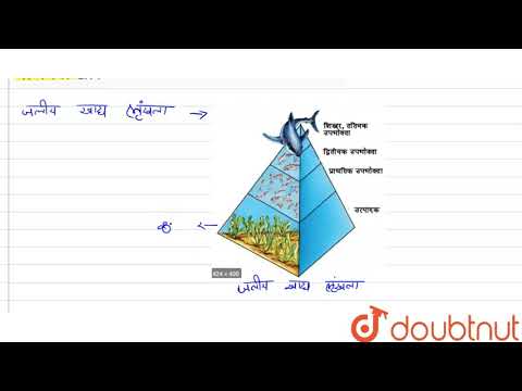 जलीय समुद्र आहार श्रृंखला में उत्पादक का नाम लिखो।