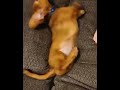 Bye bye bow wow #funny #funnyvideos #cute #puppy #puppylove #dog #shorts