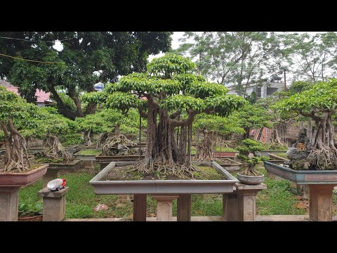 Video SH.2937.Báo giá 80tr cây Sanh dáng làng đẹp vườn ông... - youtube