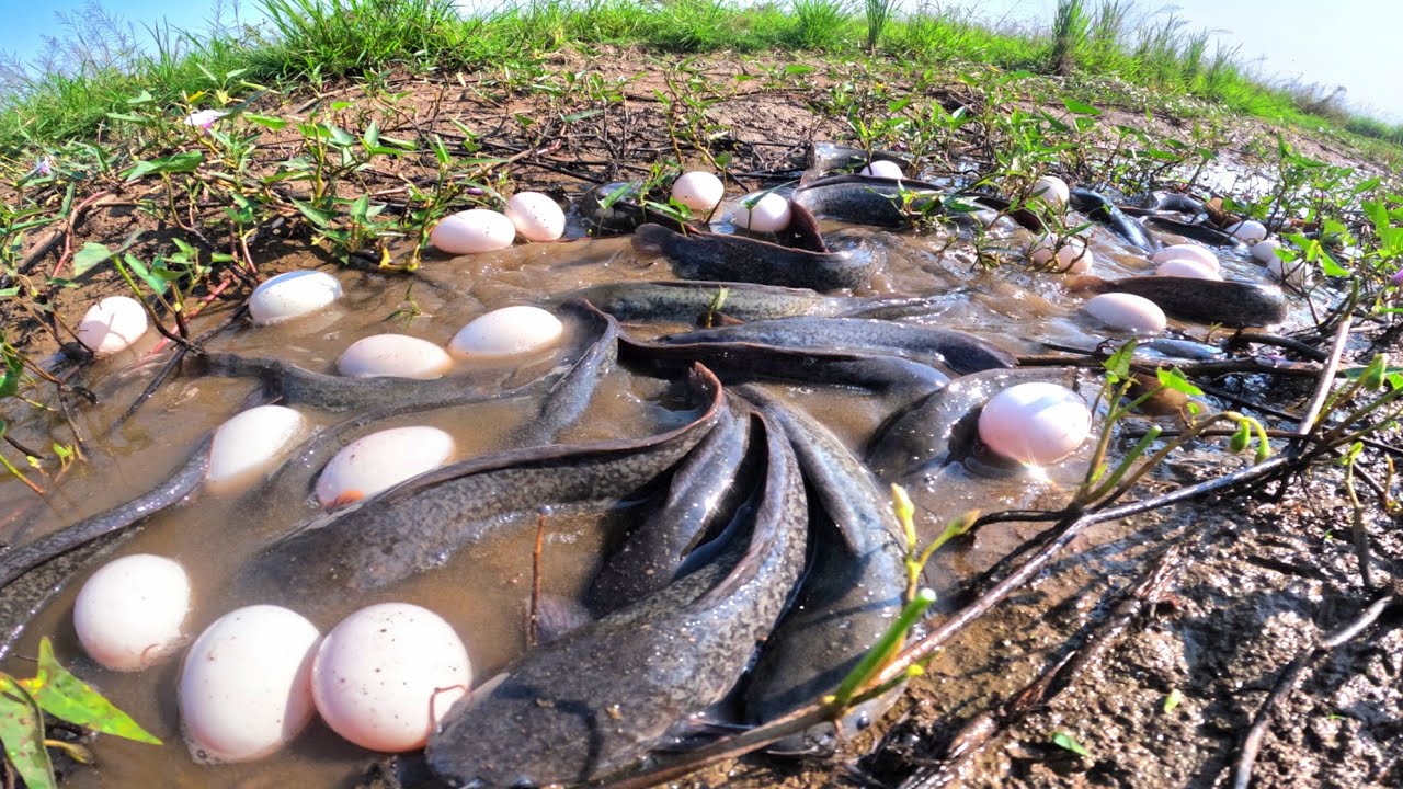 Top Fishing amazing skills, catch a lot of fish in water and pick duck eggs after the rain