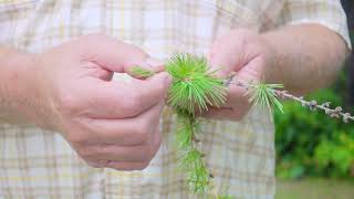 Siberian Larch