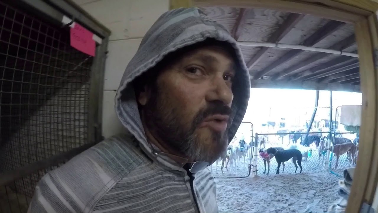 Greyhound racing truth Daytona part1 YouTube