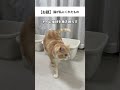#cat #猫 #猫動画 #ねこの日常 #猫好きさんと繋がりたい #ねこの動画 #ねこ #猫あるある #ねこのいるくらし #替え歌