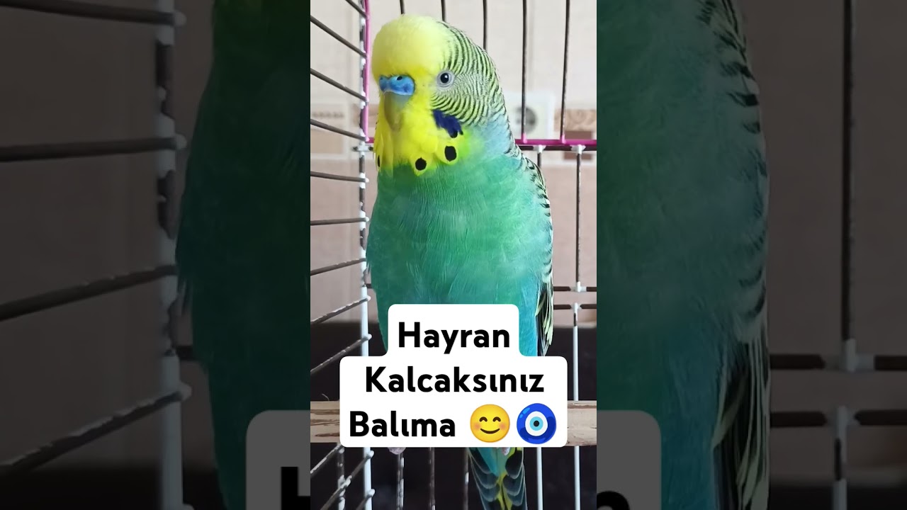 Laf Çok Susmaz 🤣 #muhabbetkuşu #birds #muhabbetkuslari #muhabbetkuşufıstık #kuslar #konuşankuş