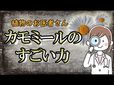 【カモミール】植物のお医者さんと呼ばれる花｜植物界のヒーラー的存在【ハーブティー】