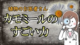 【カモミール】植物界のヒーラー的存在で万能薬といわれる理由｜植物のお医者さんと呼ばれる花【ハーブティー】