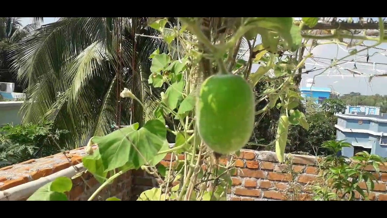 winter vegetables and flowers odisha terrace garden