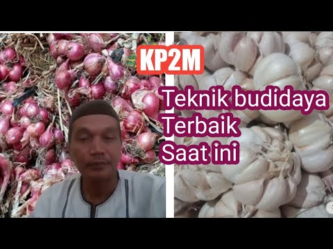 Video: Semua Mengenai Bawang Merah: Penanaman, Faedah, Kontraindikasi