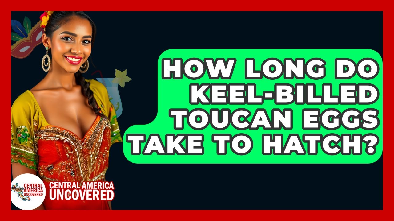 How Long Do Keel-billed Toucan Eggs Take To Hatch? - Central America Uncovered