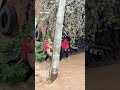 Firefighters and residents rescue stray dogs trapped in floodwaters in Türkiye