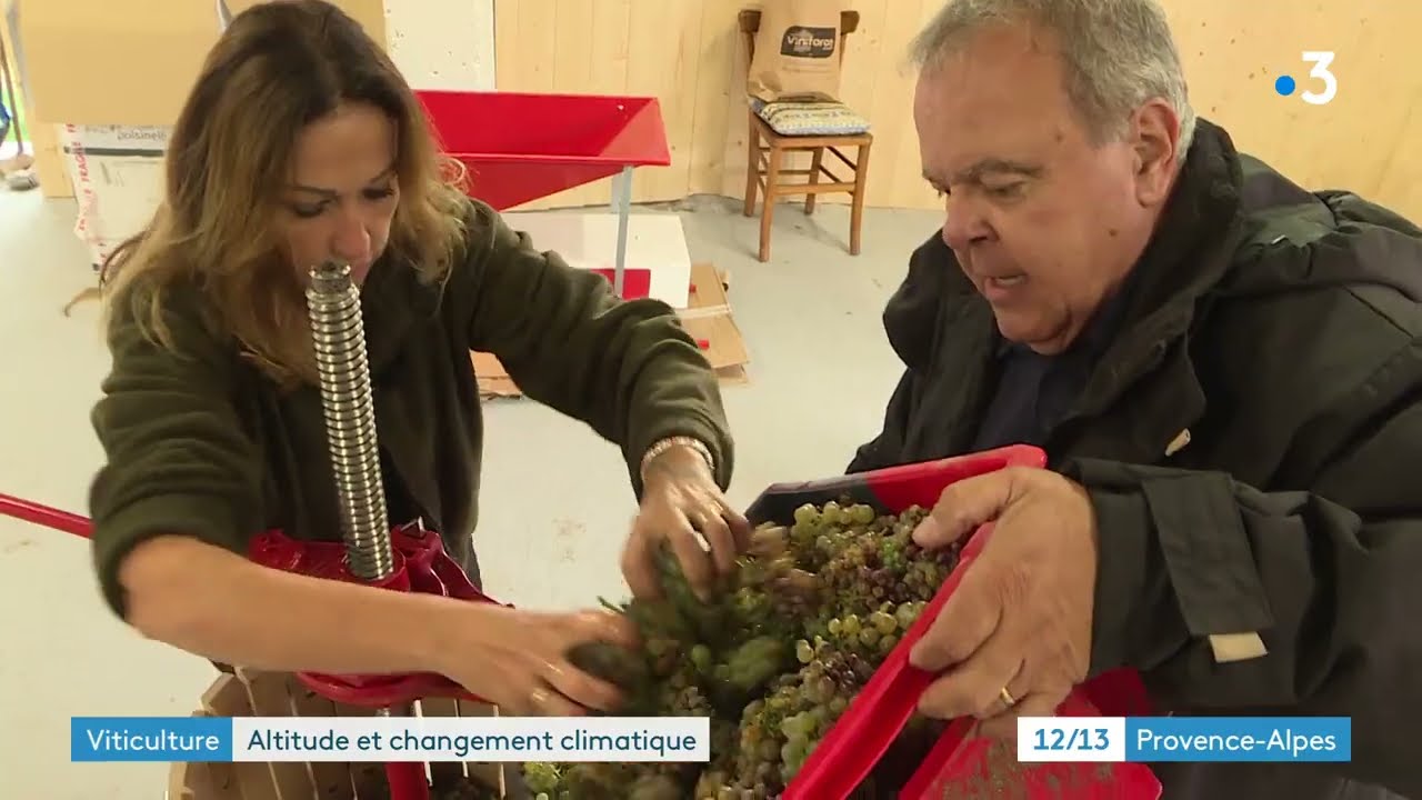 Vendanges dans le plus haut vignoble de Provence