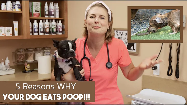 Why Do Dogs Eat Poop? | Veterinarian explains why? - DayDayNews