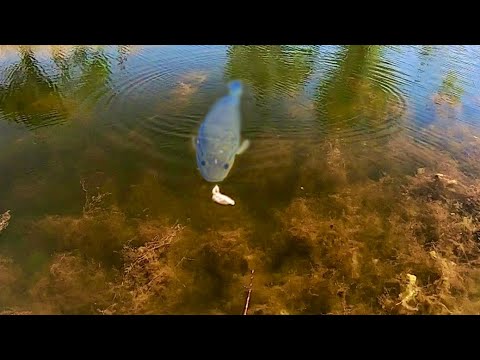 We FINALLY CAUGHT this CLEAR WATER MONSTER!!