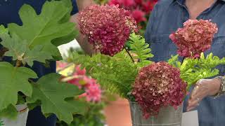 Roberta's 1-Piece Ruby Slippers Oak Leaf Hydrangea on QVC