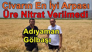 Adıyaman - Arpa Tarlası için Bu Sıvı Yaprak Gübresi  Hem Ekonomik Hem Yüksek Verim Sağlıyor