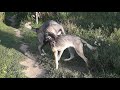 Kangal vs wolf