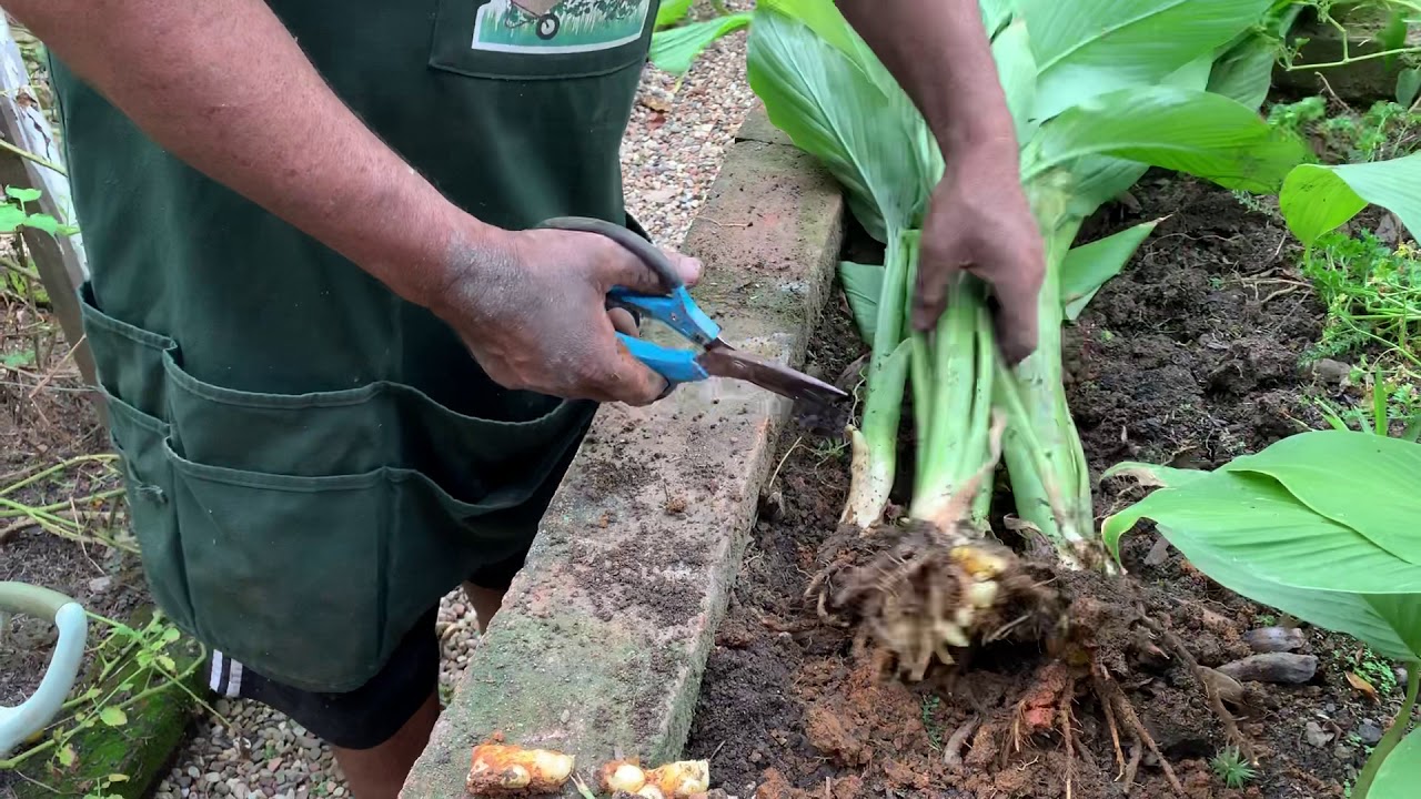 Como plantar açafrão da terra (cúrcuma ou mangarataia) - thptnganamst.edu.vn