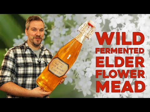 Wild Fermented Elderflower Mead - Making Mead Like a Viking!