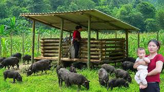 Building a Pig Feed Kitchen from Scratch &amp; Bringing Home Our First Piglets.