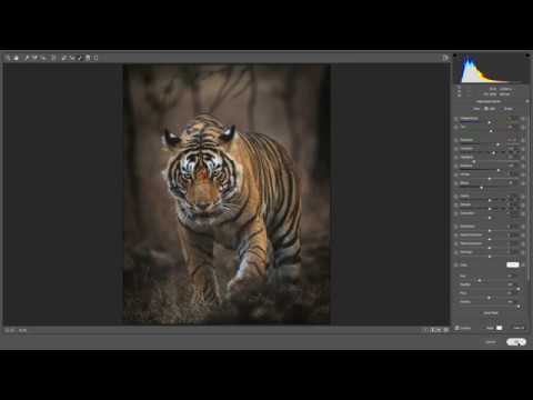 WILDLIFE PHOTOGRAPHY PHOTOSHOP POST PROCESSING - YouTube