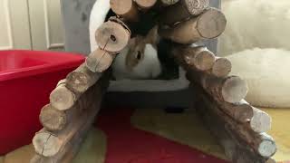 So cute while playing!  #play!  #cute  #Rabbits by Rabbit Nuvoletta Story 107 views 5 months ago 48 seconds