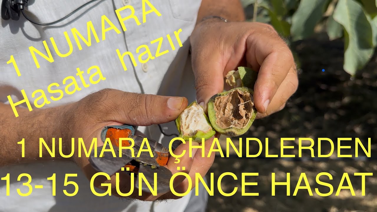 1 NUMARA ERKEN HASAT EDİLECEK. Çhandlerden 13-15 gün Önce hasata geliyor. Ceviz Adam Ahmet