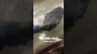 A stonefish