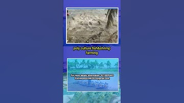 poly culture fish & shrimp farming #shrimpfarming #royyalu #shrimpfarm #vannamei_culture_process