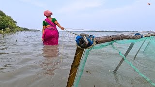 Luar Biasa ! Wanita Sundarbans Mengumpulkan Pembibitan Udang Harimau Udang di Sungai PL