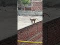 पड़ोस के बाथरू में पार्ट-1 ||🐒|| #trending #yts #funny #viral #bandar #money #memes #viral