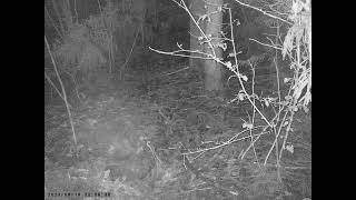 Japanese Field Mouse Nightly Runs around Windbreaker Forest in Mid Summer by sigma1920HD 157 views 7 days ago 31 seconds