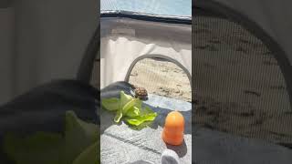 avo is ready to explore the beach