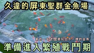 金魚系列屏東超大金魚場聖群金魚場明年準備推出不一樣的金魚準備進入繁殖戰鬥期