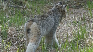 A Maine WILDCAT | Canada Lynx