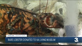 Rare Lobster Donated To Virginia Living Museum