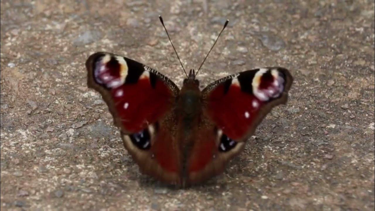 the-lifecycle-of-the-peacock-butterfly-youtube
