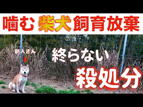 【Abandoned Shiba Inu】 We must end slaughter with tightening pet shows, breeding and dog regulations!