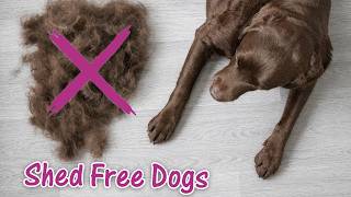 Dog Breeds That Don´t Shed (and some don´t smell either)