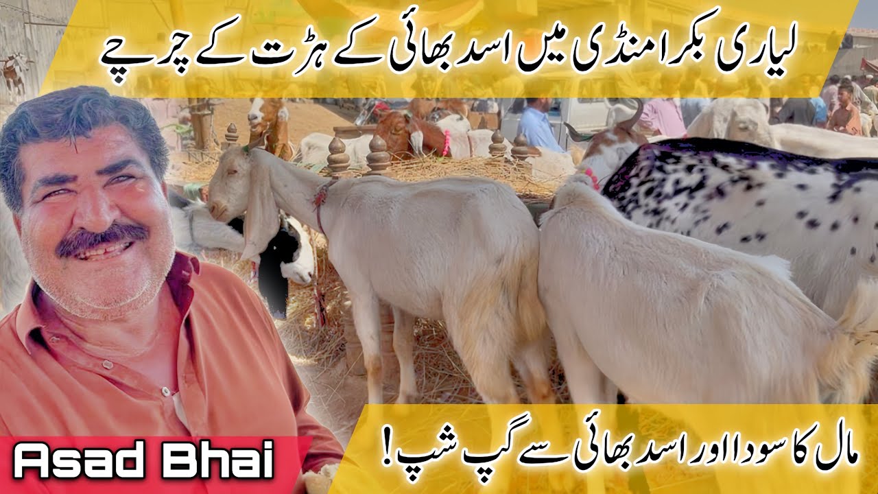 Lyari Bakra Mandi 2026 | Asad Bhai Ke Harat Ke Charche 😍🔥
