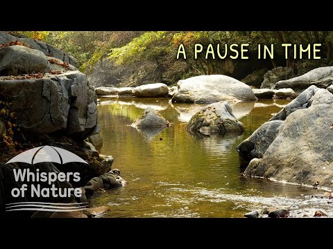 8시간 깊은 수면을 위한 잔잔한 시냇물 소리 🏞️ 자연 ASMR | 집중, 명상, 스트레스 해소 | 자연의속삭임
