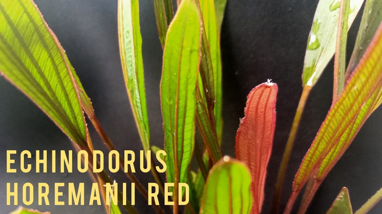 Emersed Aquatic Plant, Echinodorus 