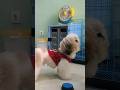 Anjing Shihtzu Tekan Bel Untuk Minta Makan #dogtraining #doglovers #pelatihananjing #anjinglucu