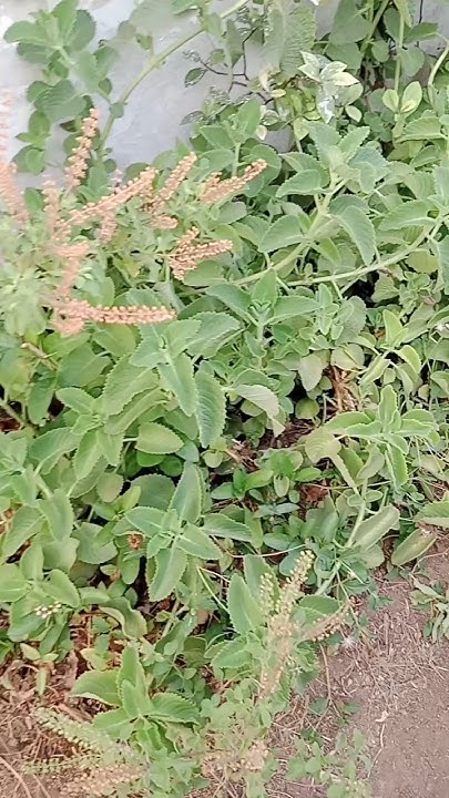 about-plant-in-tamil-medical-plant-youtube