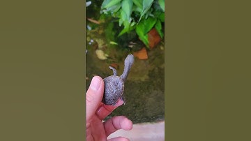 Ra mắt Rùa cổ rắn size 5-6cm tại Ú Ù P.S CPC