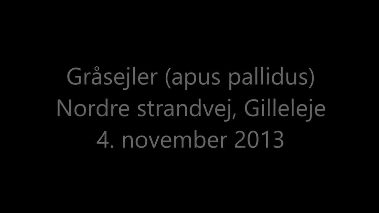 Pallid swift (Apus pallidus), Gilleleje, Denmark. 4th of november 2013