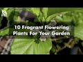 Ten fragrant flowering plants for your garden  gardeners day out