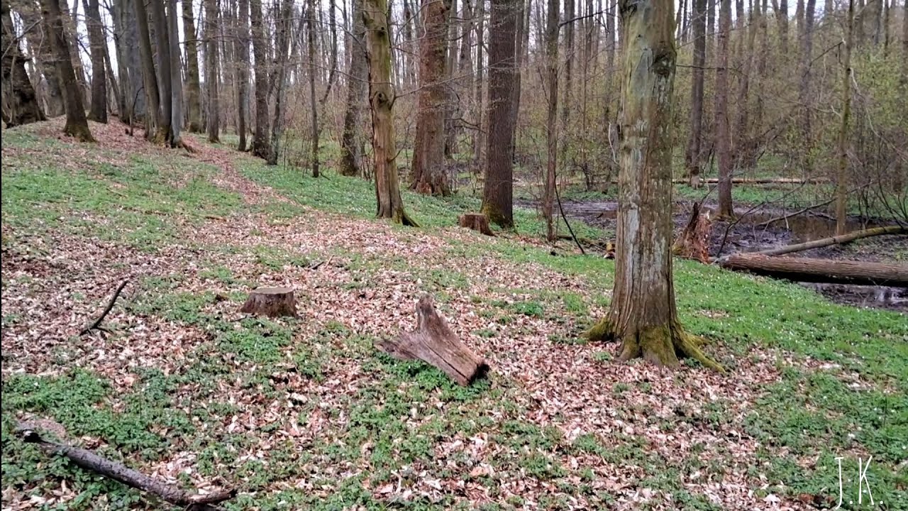 Zrzuty 2025 - #7 i #8 parostek kozła w tym roku + dwa stare wieńce, #zrzuty #antlers #nature #natura