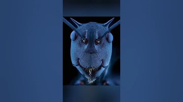 Ants under microscope